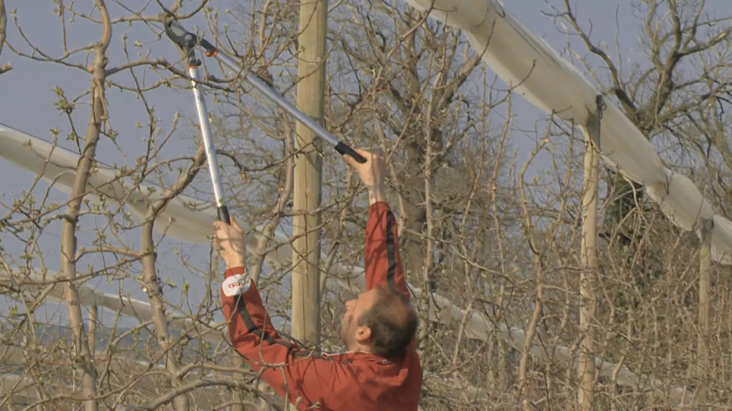 Bahco P280-SL-80 Takkenschaar - Professioneel - 800mm thumbnail 2