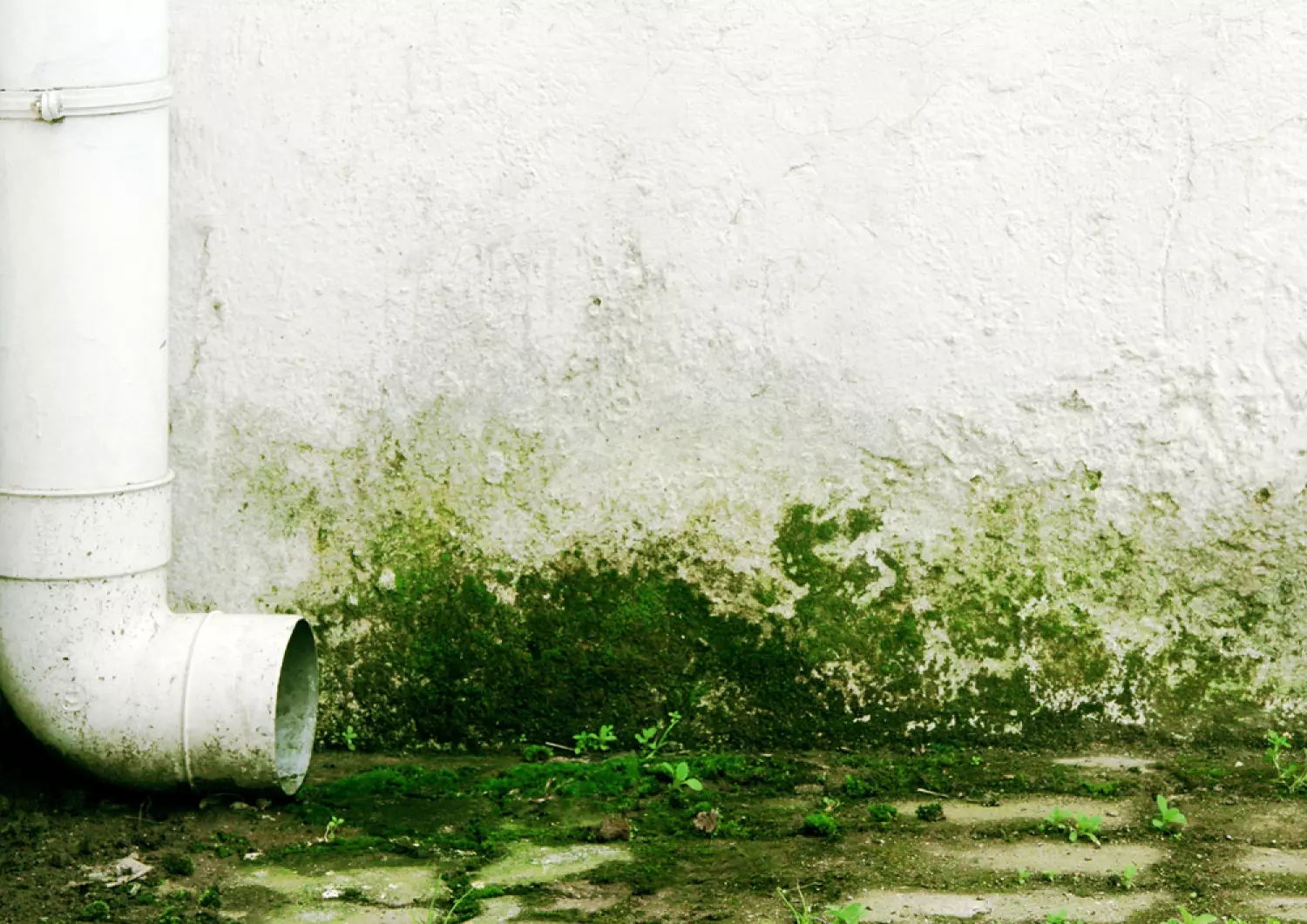 Prochemko Algendoder Conc. 1L (12260N) thumbnail 2